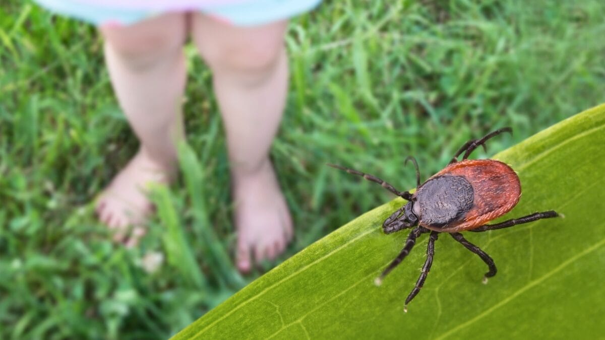 7 U.S. States Facing a Tick Population & Lyme Disease Surge 2 7 U.S. States Facing a Tick Population & Lyme Disease Surge - barefoot child with close up tick ss2149760279