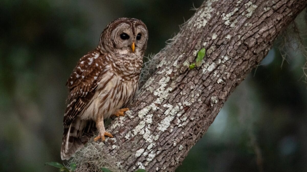 Nearly Half a Million 'Invasive' Owls to Be Killed in Controversial U.S. Plan - 11 Things to Know 12 Nearly Half a Million 'Invasive' Owls to Be Killed in Controversial U.S. Plan - 11 Things to Know - barred owl chick dp266709116