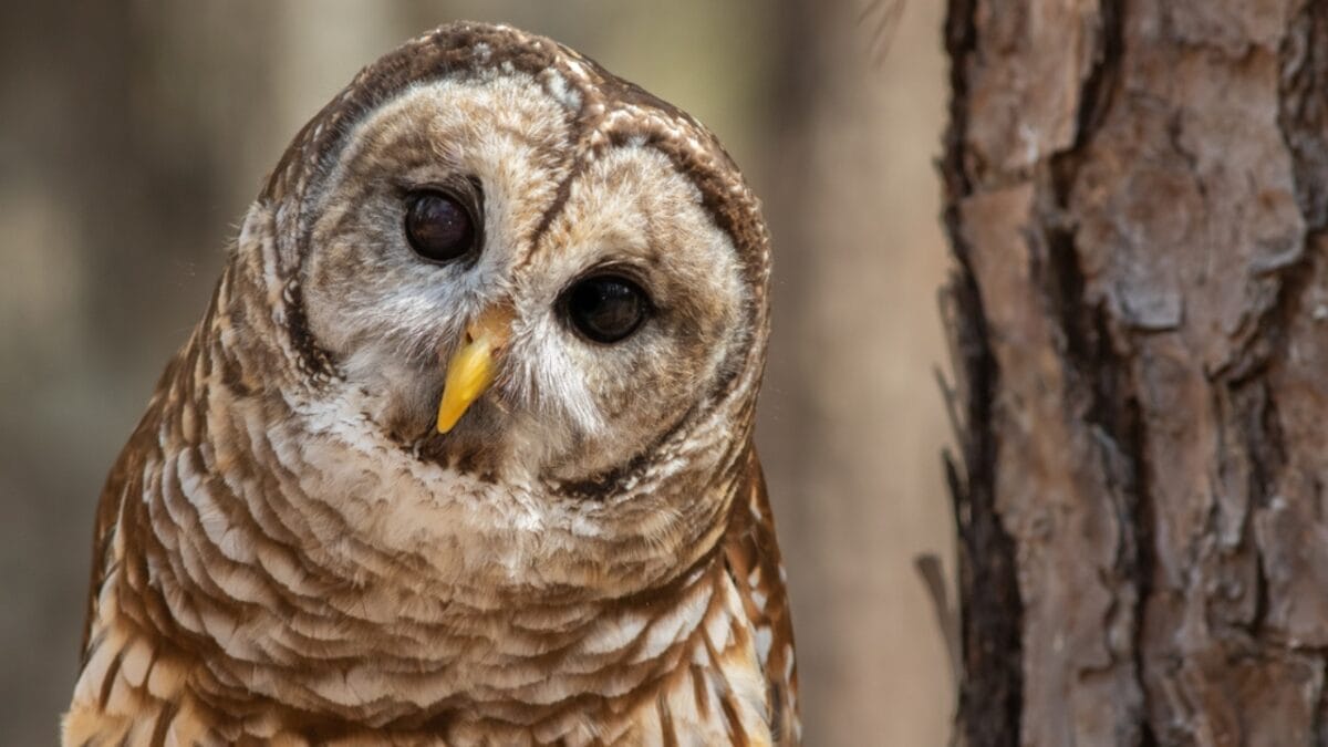 7 Life Lessons Owls Teach About Strength & Growth - barred owl dp412187364