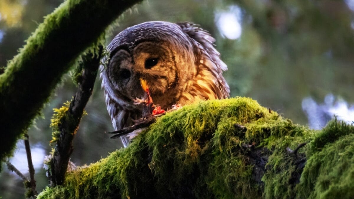 7 Life Lessons Owls Teach About Strength & Growth - barred owl eating dp564681620