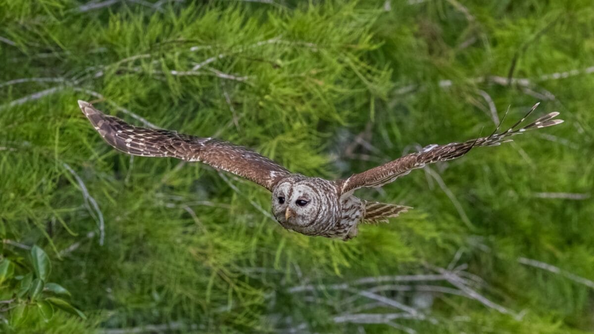 7 Life Lessons Owls Teach About Strength & Growth - barred owl flight dp536108112