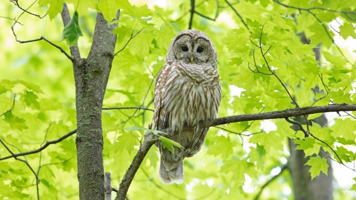Nearly Half a Million 'Invasive' Owls to Be Killed in Controversial U.S. Plan - 11 Things to Know 4 Nearly Half a Million 'Invasive' Owls to Be Killed in Controversial U.S. Plan - 11 Things to Know - barred owl in forest dp382488490