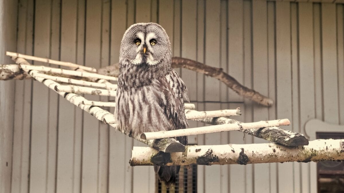 Nearly Half a Million 'Invasive' Owls to Be Killed in Controversial U.S. Plan - 11 Things to Know 6 Nearly Half a Million 'Invasive' Owls to Be Killed in Controversial U.S. Plan - 11 Things to Know - barred owl in park dp312860038