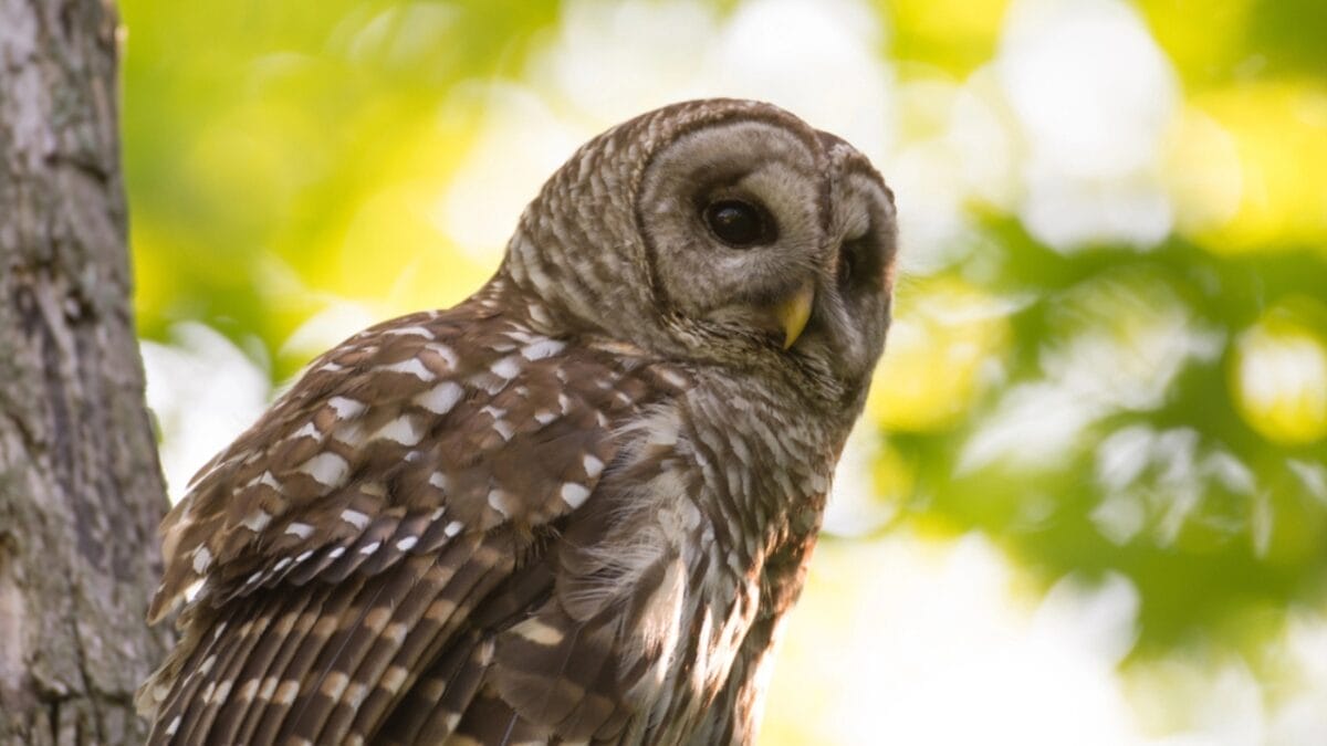 15 Bird Facts That Will Make Us All Birders in the U.S. 6 15 Bird Facts That Will Make Us All Birders in the U.S. - barred owl lifespan dp111974830