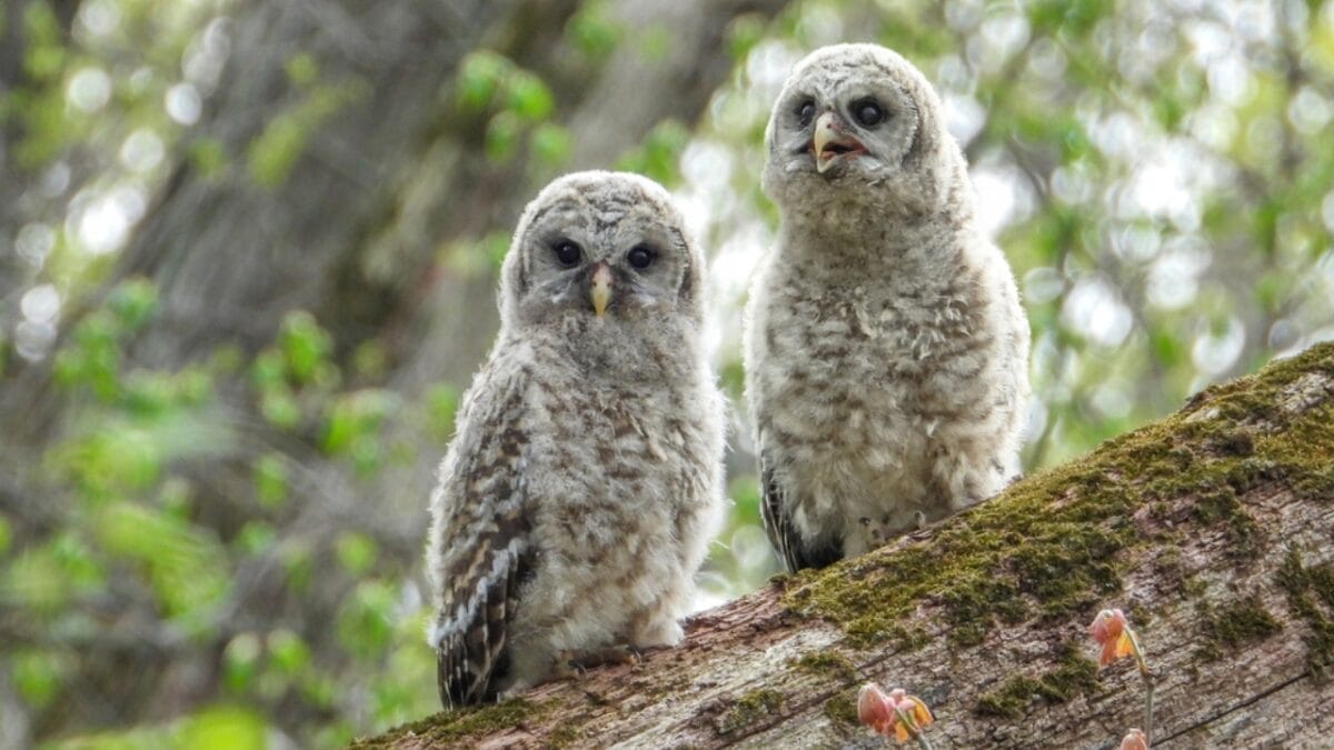 10 Feathered Messengers of the Bible - barred owl loyal dp674504412