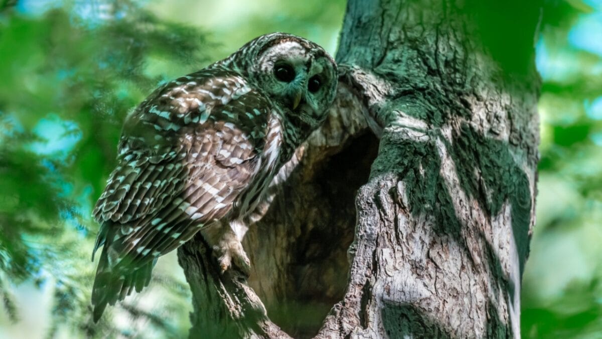 7 Life Lessons Owls Teach About Strength & Growth - barred owl nest dp365779620
