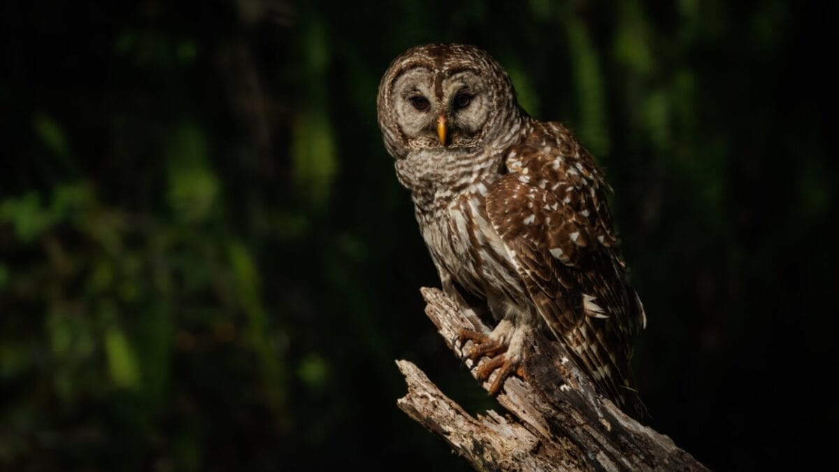 7 Life Lessons Owls Teach About Strength & Growth - barred owl night dp652876888