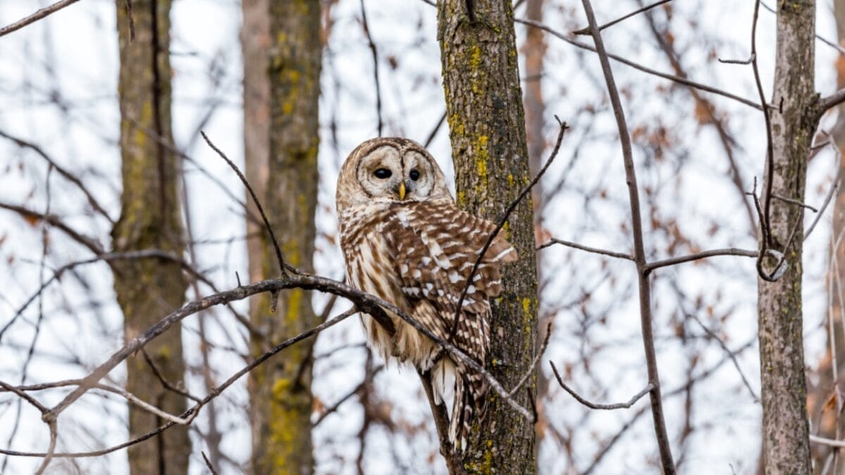 Nearly Half a Million 'Invasive' Owls to Be Killed in Controversial U.S. Plan - 11 Things to Know 11 Nearly Half a Million 'Invasive' Owls to Be Killed in Controversial U.S. Plan - 11 Things to Know - barred owl territorial dp365151668