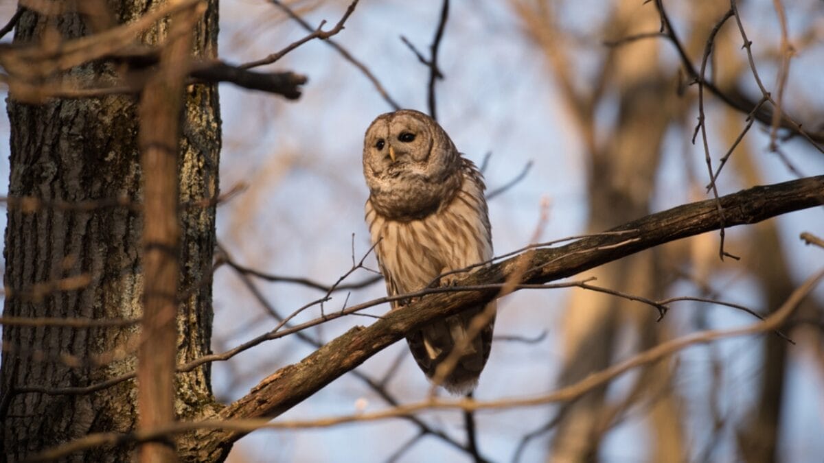 Nearly Half a Million 'Invasive' Owls to Be Killed in Controversial U.S. Plan - 11 Things to Know 2 Nearly Half a Million 'Invasive' Owls to Be Killed in Controversial U.S. Plan - 11 Things to Know - barred owl voice dp72359547