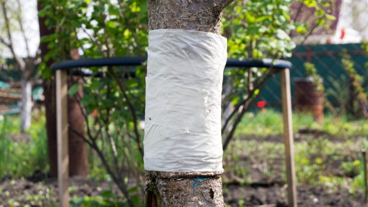 10 Ways to Keep Ants Away From Your Hummingbird Feeders 5 10 Ways to Keep Ants Away From Your Hummingbird Feeders - barrier with sticky tape feeder ss2154996771