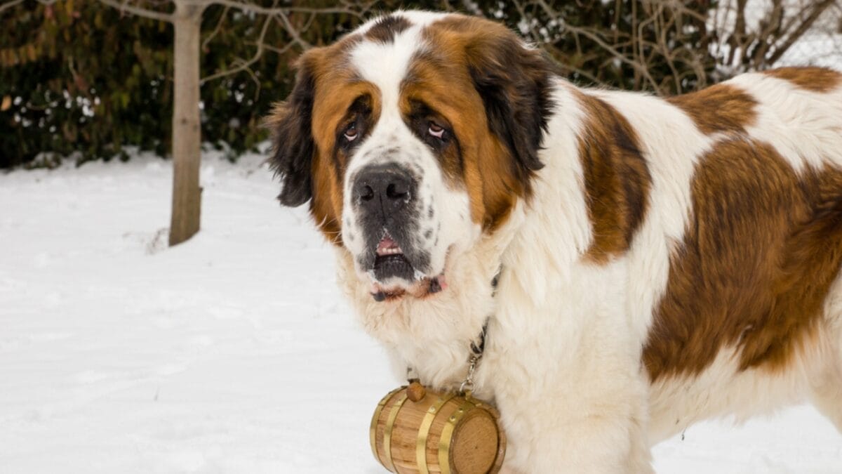 5 Iconic Saint Bernards from Pop Culture That Will Melt Your Heart 3 5 Iconic Saint Bernards from Pop Culture That Will Melt Your Heart - barry saint bernard ss131725145