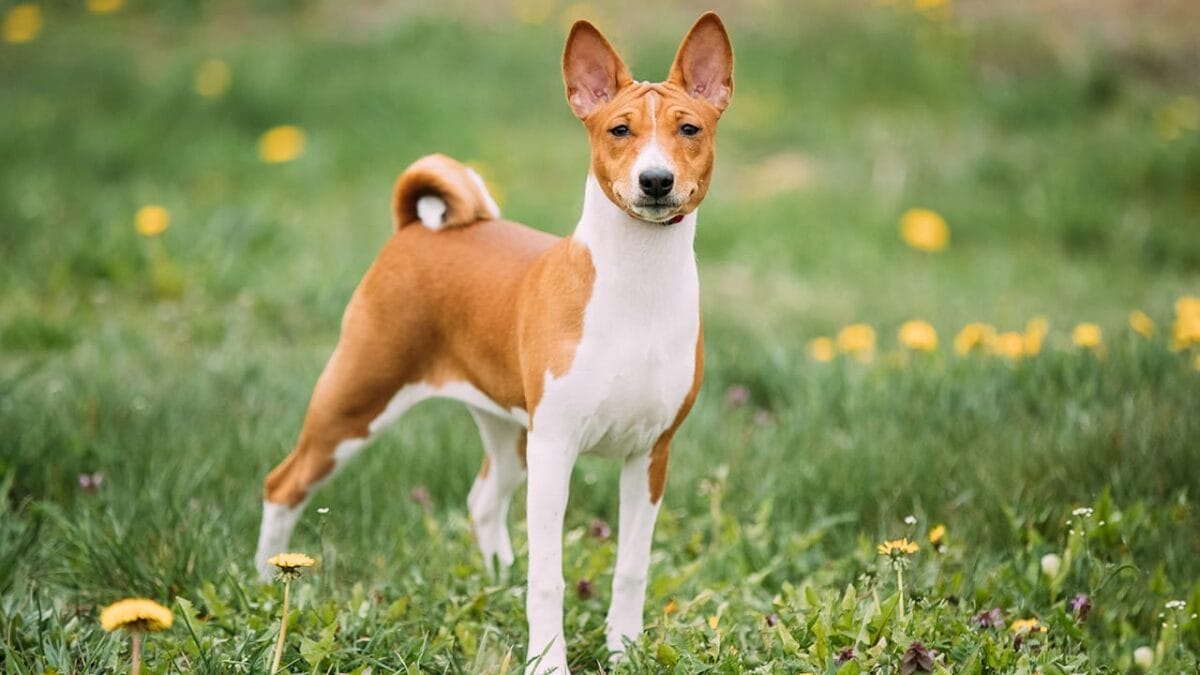Guardians of the Pharaohs: 6 Dogs of Ancient Egypt - basenji dog ss1179467188
