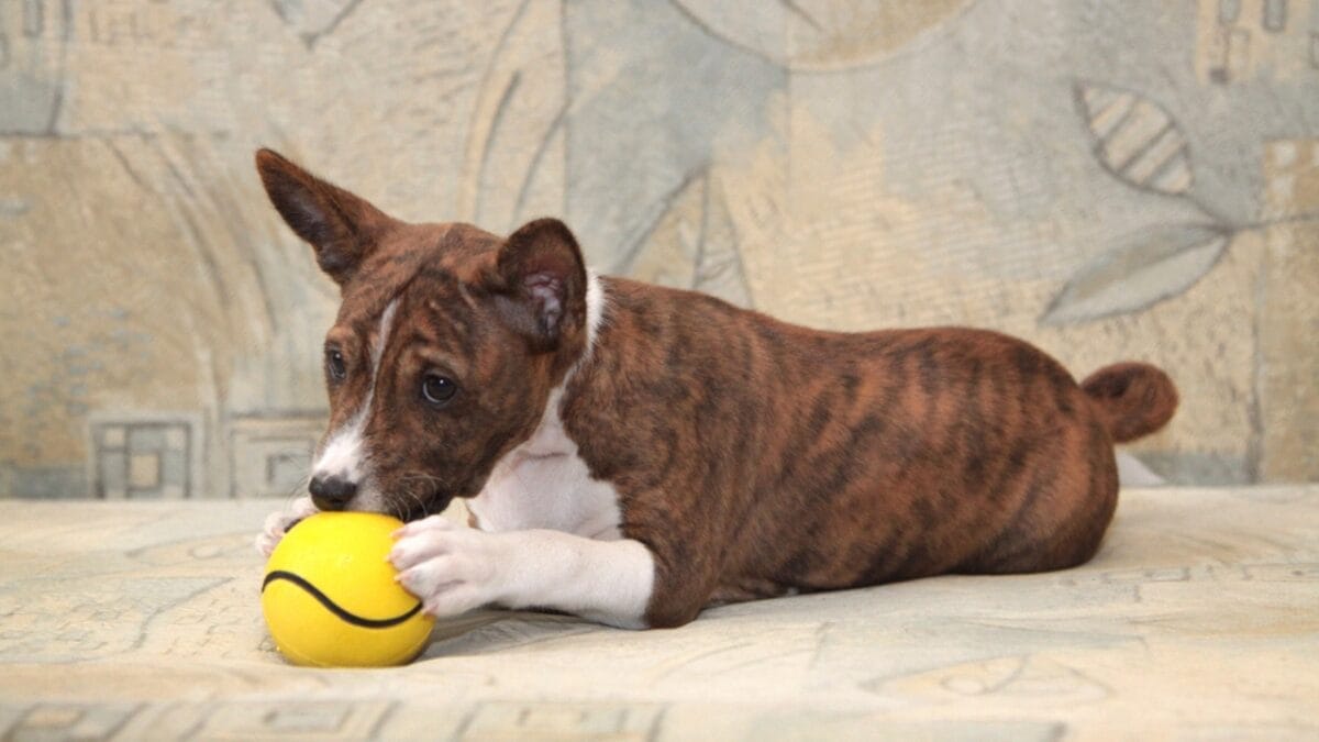 12 Things Only Basenji Dog Owners Will Understand - basenji dog chewing ss1021050043