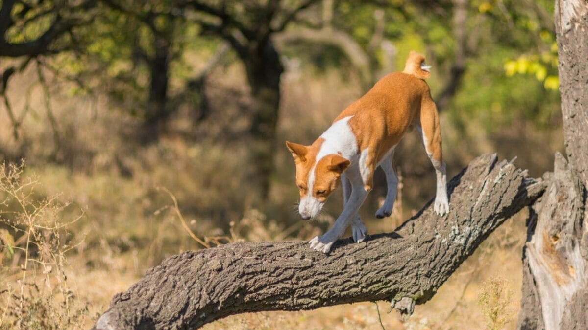 12 Things Only Basenji Dog Owners Will Understand 3 12 Things Only Basenji Dog Owners Will Understand - basenji dog climbing ss325631159