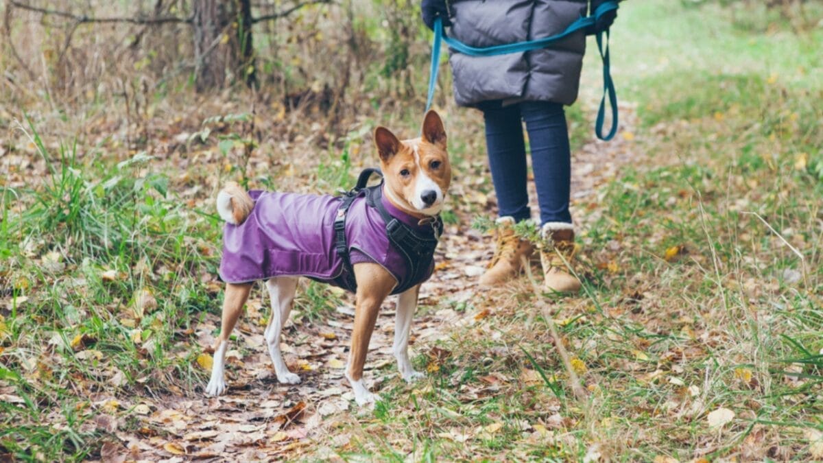 12 Things Only Basenji Dog Owners Will Understand - basenji dog hiking ss1528059989