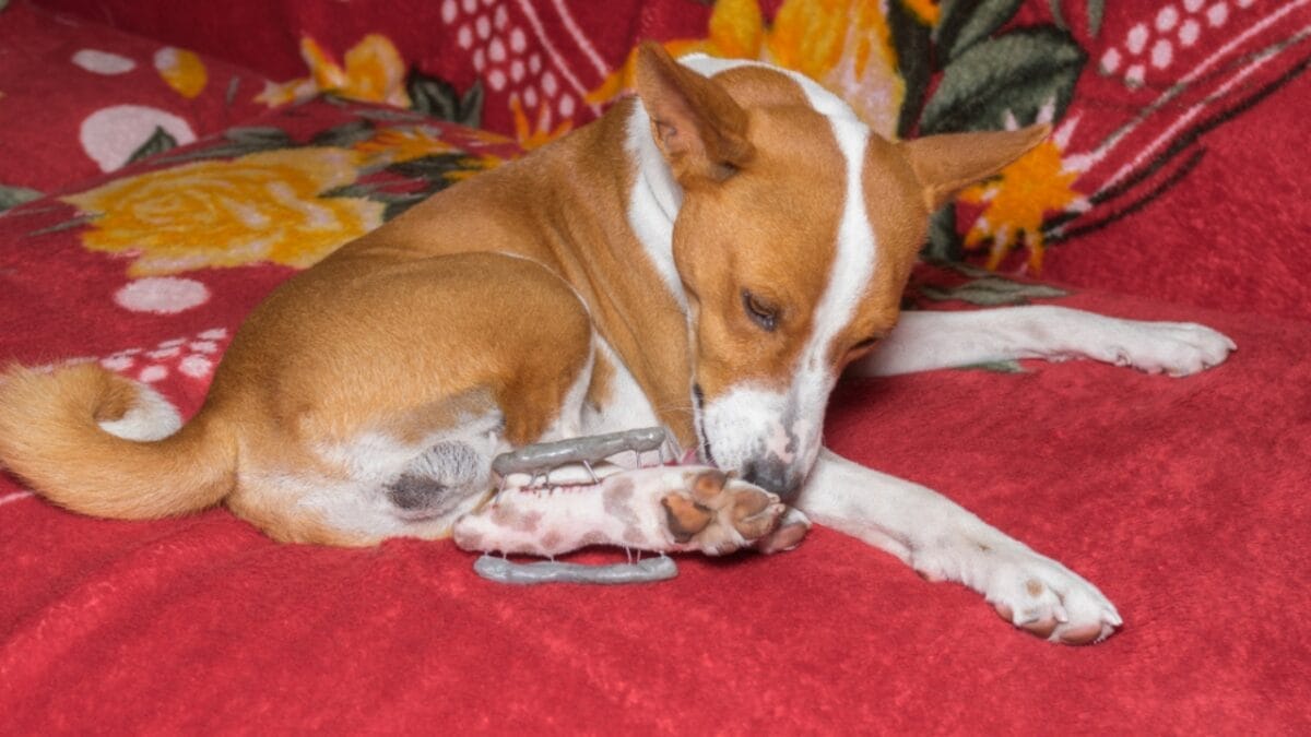 12 Things Only Basenji Dog Owners Will Understand - basenji dog licking paws ss1211054860