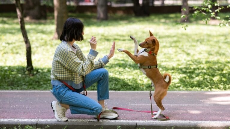 15 Easy Beginner Dog Tricks That Will Make Your Furry Friend a Superstar 2 15 Easy Beginner Dog Tricks That Will Make Your Furry Friend a Superstar - basenji dog playful tricks ss2332329841