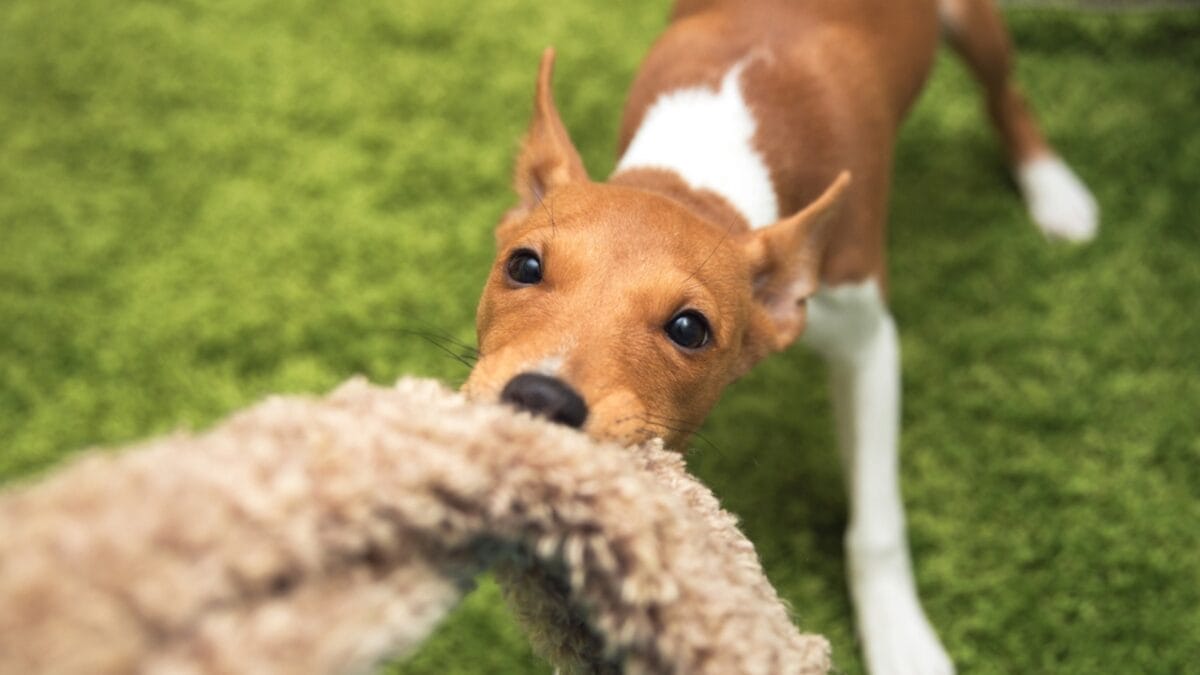 12 Reasons Behind Your Pup's Kisses 7 12 Reasons Behind Your Pup's Kisses - basenji dog playing ss336110468