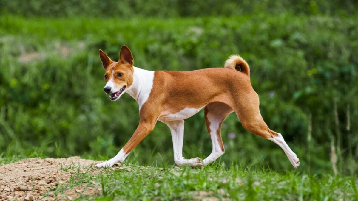 12 Things Only Basenji Dog Owners Will Understand - basenji dog running ss399833986