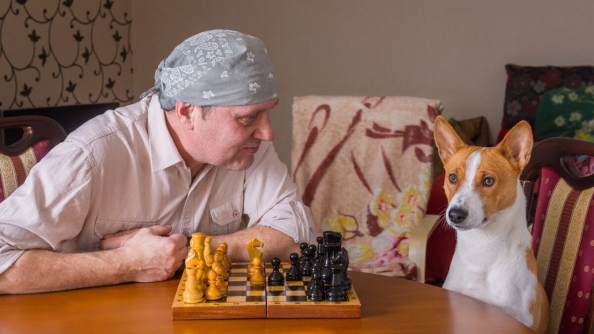 12 Things Only Basenji Dog Owners Will Understand 13 12 Things Only Basenji Dog Owners Will Understand - basenji dog sitting ss637767979