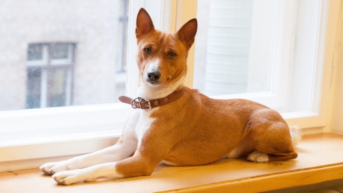 12 Things Only Basenji Dog Owners Will Understand 9 12 Things Only Basenji Dog Owners Will Understand - basenji dog staring ss579710269