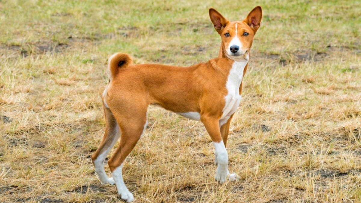 12 Things Only Basenji Dog Owners Will Understand - basenji dog yodeling ss300111116