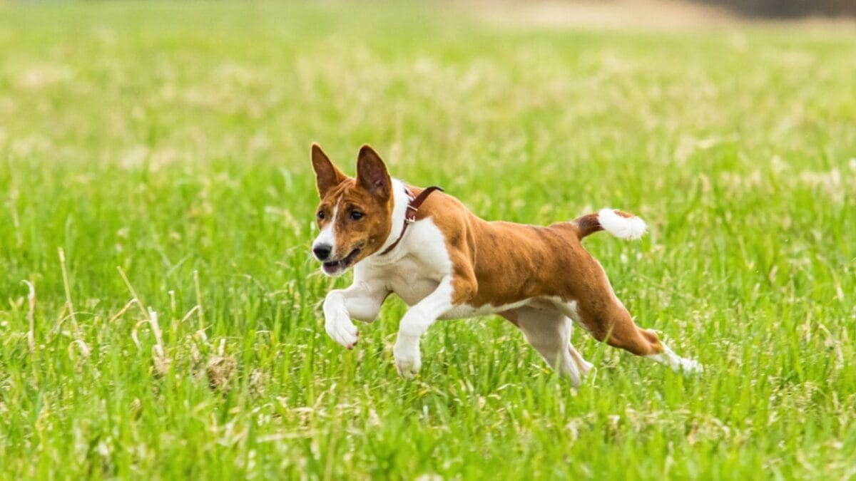 12 Things Only Basenji Dog Owners Will Understand - basenji dog zoomies ss1910896483