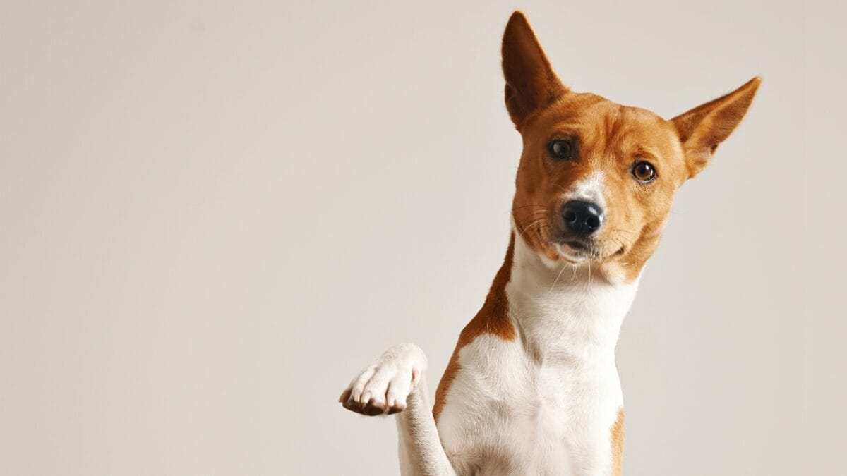A Fascinating Barkless Dog of African Origins: Basenji 3 A Fascinating Barkless Dog of African Origins: Basenji - basenji in a white background ss511543624