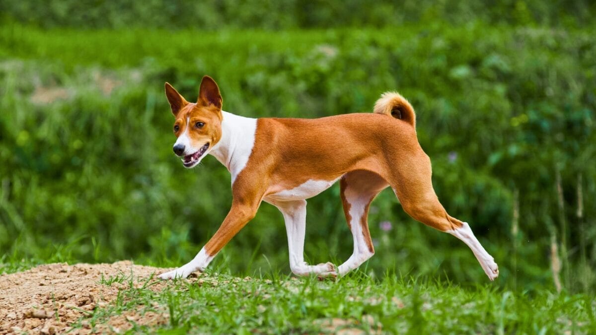 A Fascinating Barkless Dog of African Origins: Basenji 4 A Fascinating Barkless Dog of African Origins: Basenji - basenji running ss399833986