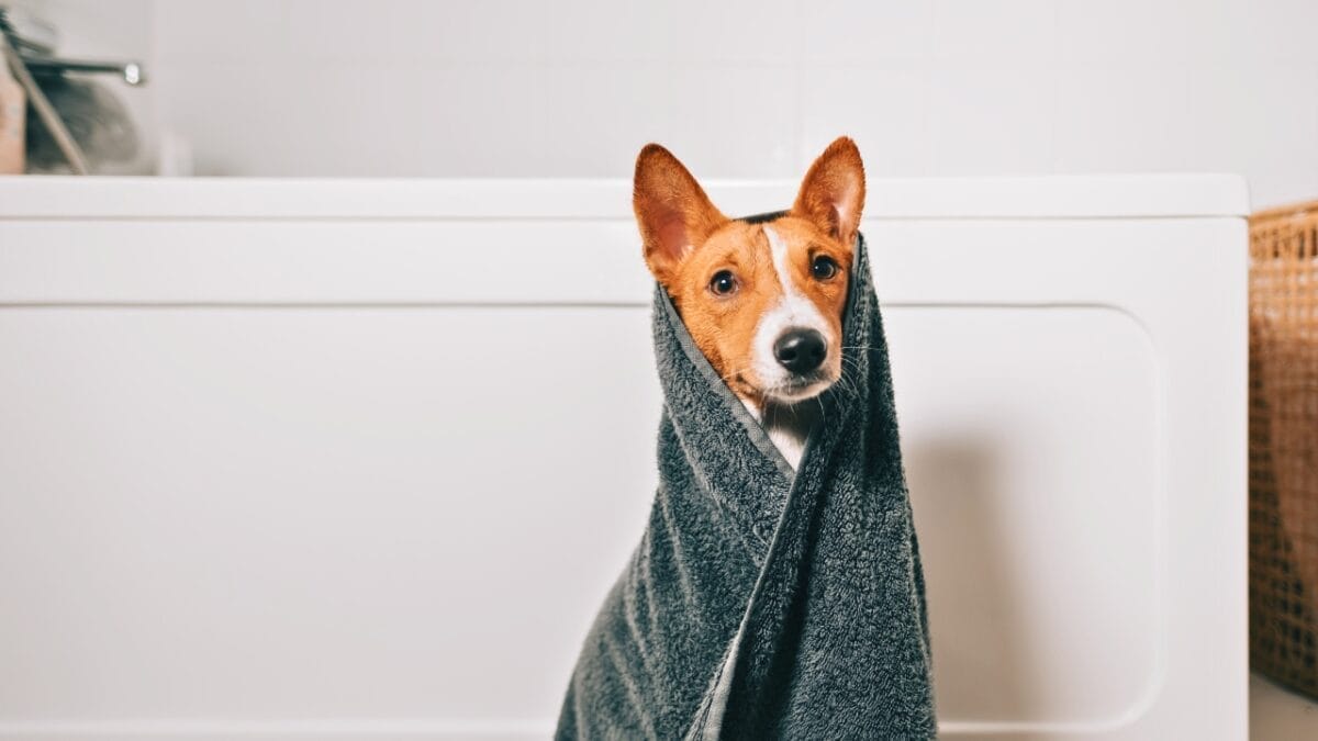 A Fascinating Barkless Dog of African Origins: Basenji 5 A Fascinating Barkless Dog of African Origins: Basenji - basenji with bath towel ss2093647099