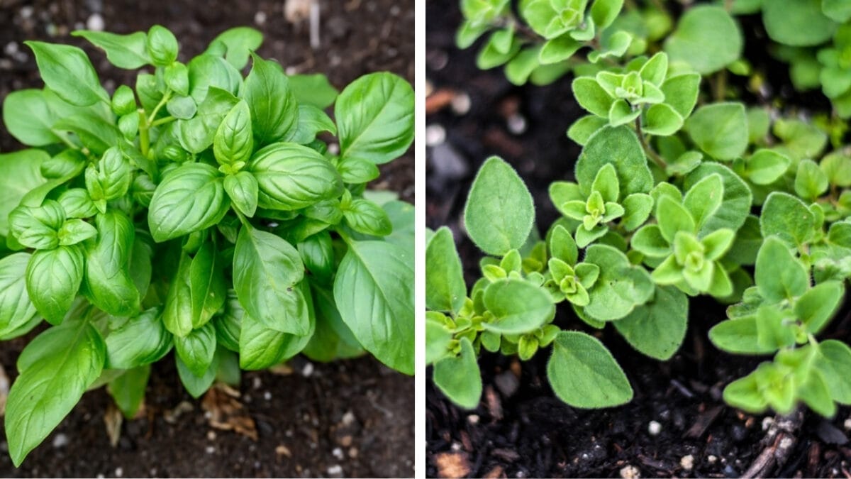 6 Perfect Herb Pairings for Your Garden - basil and oregano ss2102589817 1106210360