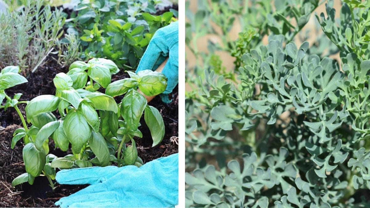 11 Plants You Should Never Grow Together - basil and rue dp10790168 306597114 2