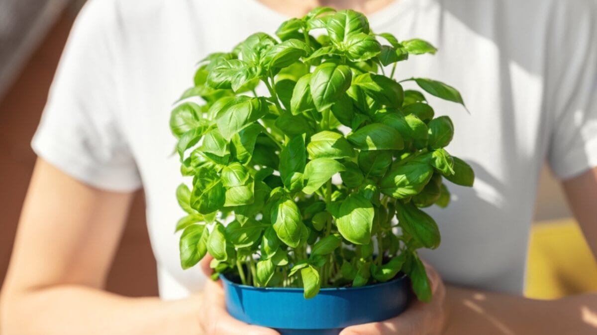 13 Best-Smelling Houseplants to Transform Your Home into a Fragrant Oasis 8 13 Best-Smelling Houseplants to Transform Your Home into a Fragrant Oasis - basil ss2167832345