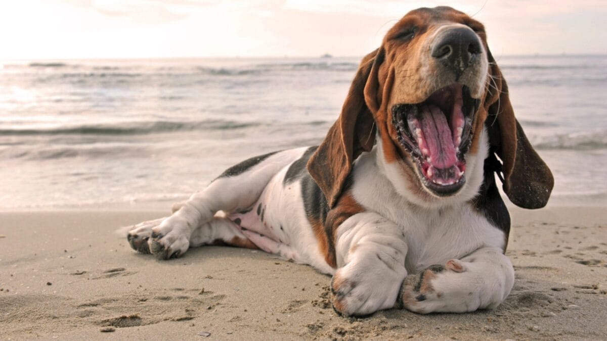 8 Best Outdoor Activities for Your Adventure-Loving Basset Hound 5 8 Best Outdoor Activities for Your Adventure-Loving Basset Hound - basset dog beach dp1841945