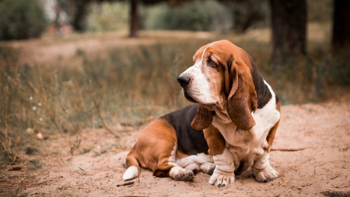 8 Best Outdoor Activities for Your Adventure-Loving Basset Hound - basset dog on forest dp228755926