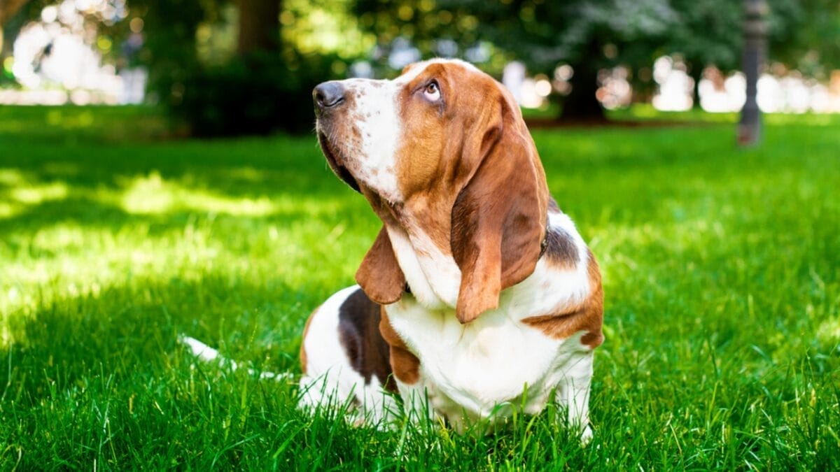8 Best Outdoor Activities for Your Adventure-Loving Basset Hound - basset dog on grass dp671391390