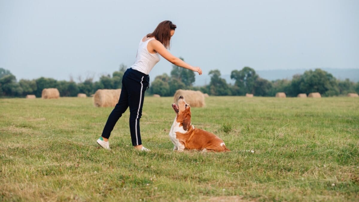 8 Best Outdoor Activities for Your Adventure-Loving Basset Hound - basset dog playing dp540370572