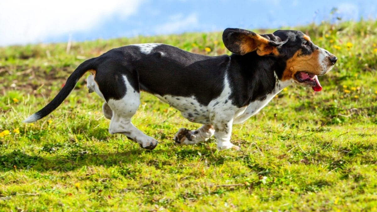 8 Best Outdoor Activities for Your Adventure-Loving Basset Hound 7 8 Best Outdoor Activities for Your Adventure-Loving Basset Hound - basset dog running dp376318714