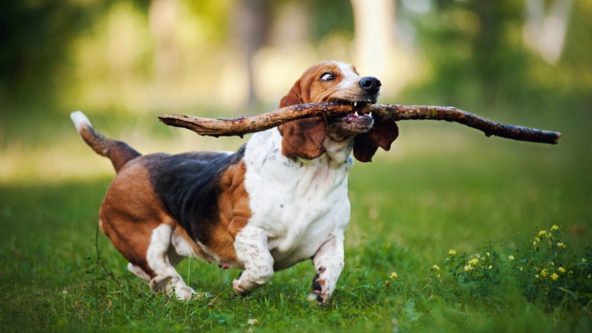 8 Best Outdoor Activities for Your Adventure-Loving Basset Hound - basset dog running stick dp13181036