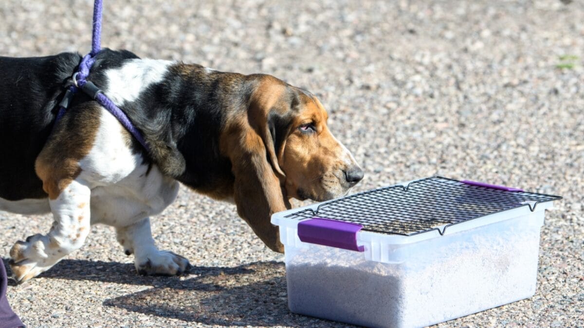 8 Best Outdoor Activities for Your Adventure-Loving Basset Hound - basset dog scent work dp311176314