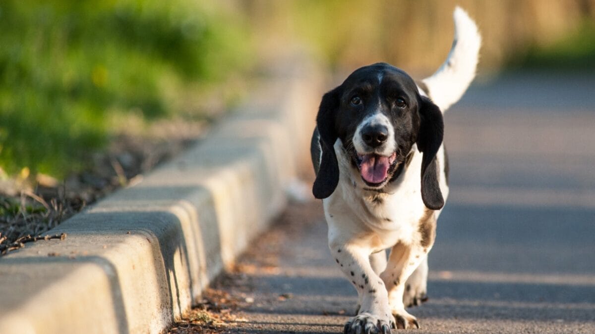 8 Best Outdoor Activities for Your Adventure-Loving Basset Hound - basset dog walking dp71256701