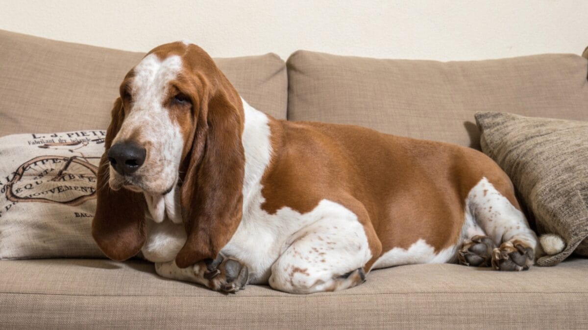 18 Breeds That Love to Take Over Your Bed Every Night - basset hound 1103171306