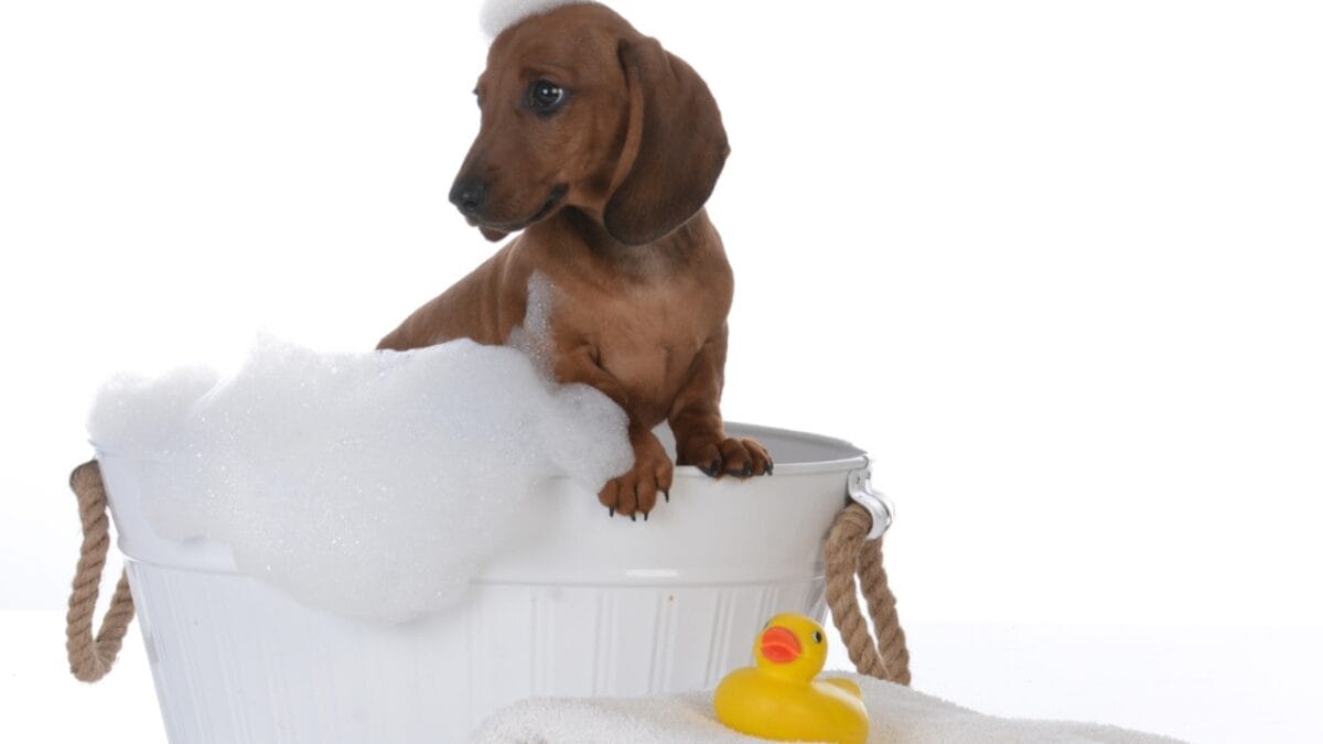 10 Grooming Tips to Keep a Dachshund Looking Sleek - bathing dachshund dog dp177510212