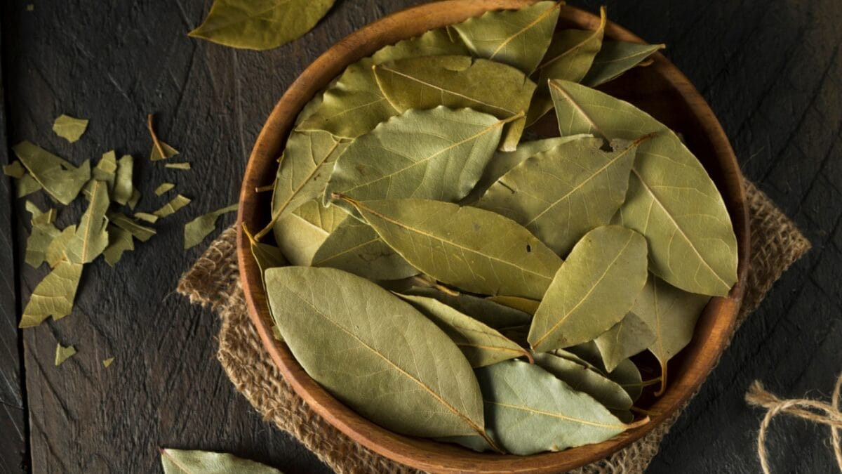 8 Ways a Bay Leaf in Your Socks Can Boost Your Day - bay leaves dp137500842