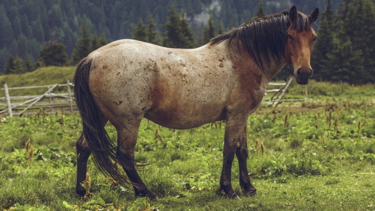 A Closer Look at Horse Colors: From Uncommon Shades to Everyday Favorites - bay roan horse dp123655680
