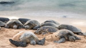 12 U.S. States Where Turtles Make Their Nests 1 12 U.S. States Where Turtles Make Their Nests - beach with turtle dp201100708