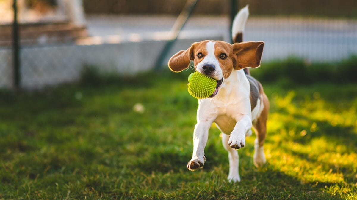 How Long Should You Walk Your Dog? Here’s the Answer 10 How Long Should You Walk Your Dog? Here’s the Answer - beagle dog ss1355037665