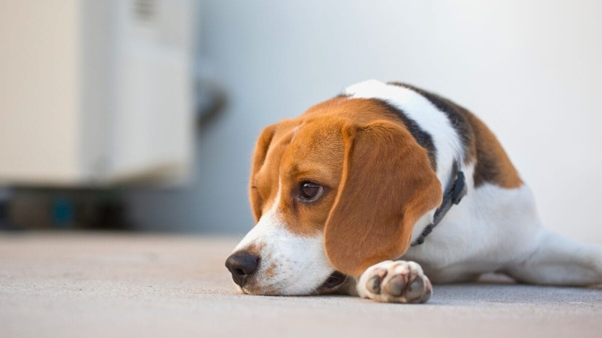 10 Dog Breeds with the Best Noses 4 10 Dog Breeds with the Best Noses - beagle dog sad laying down ss400102213