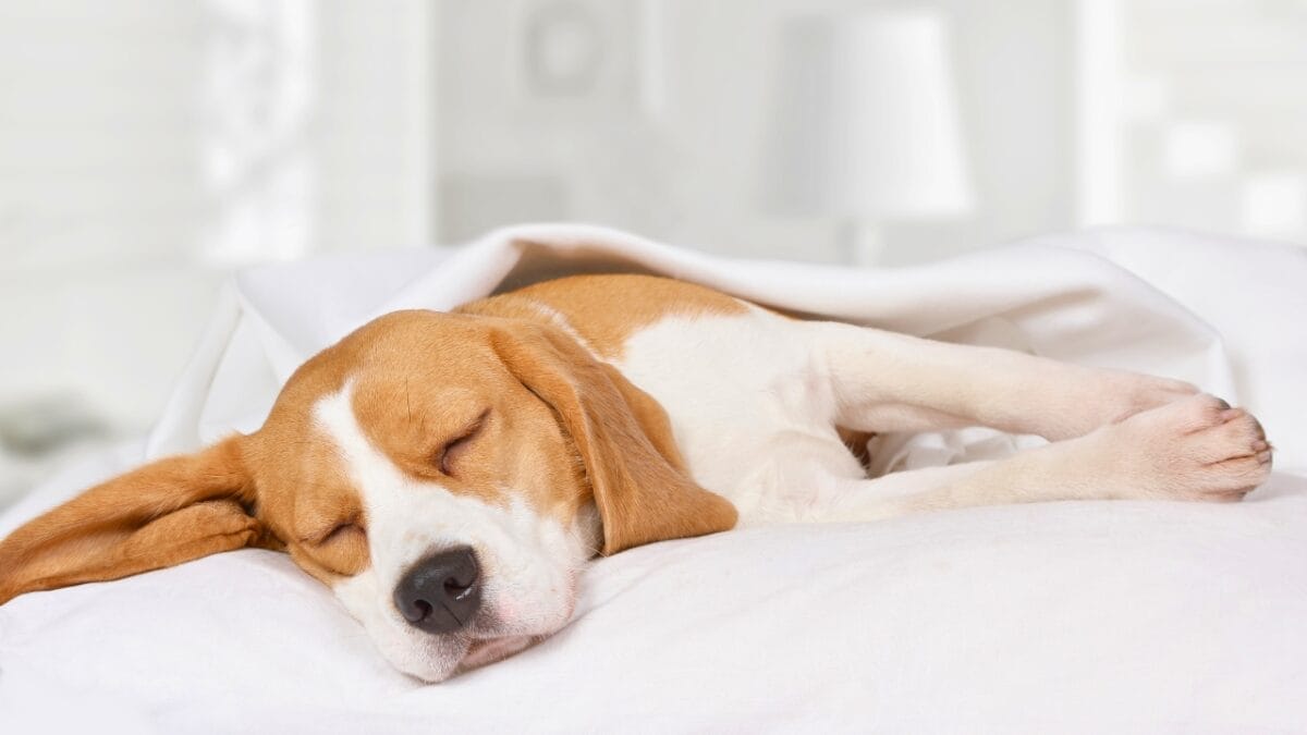 11 Dog Myths People Don't Realize are Wrong - beagle dog sleeping ss752149459