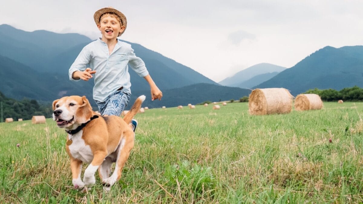 10 Dog Breeds Perfect As Running Companions 12 10 Dog Breeds Perfect As Running Companions - beagle running ss456407764